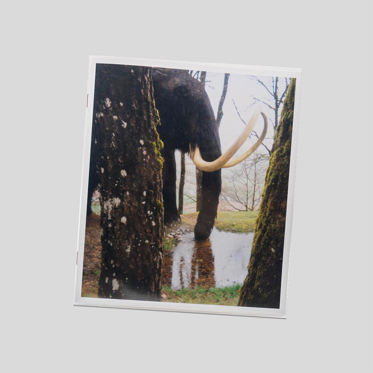 ZOORAMA - Mathias de Lattre