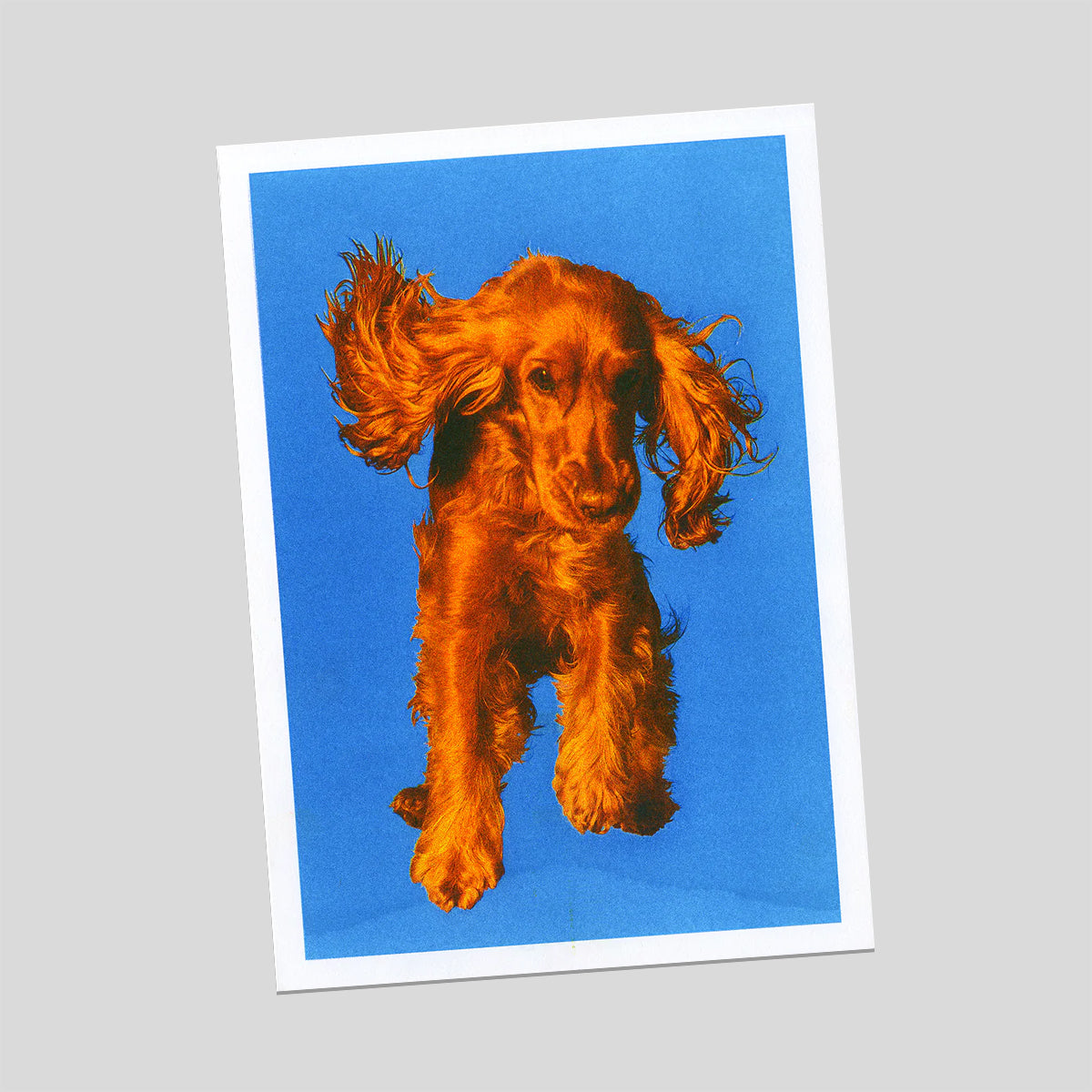 Dogo - Tanguy Ginter