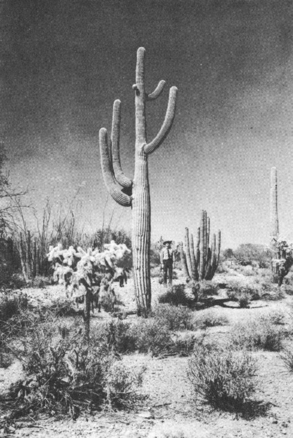 Poisonous Dwellers of the Desert