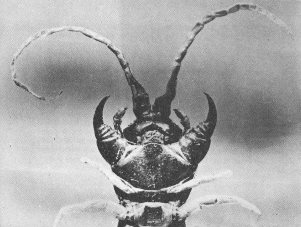 Poisonous Dwellers of the Desert