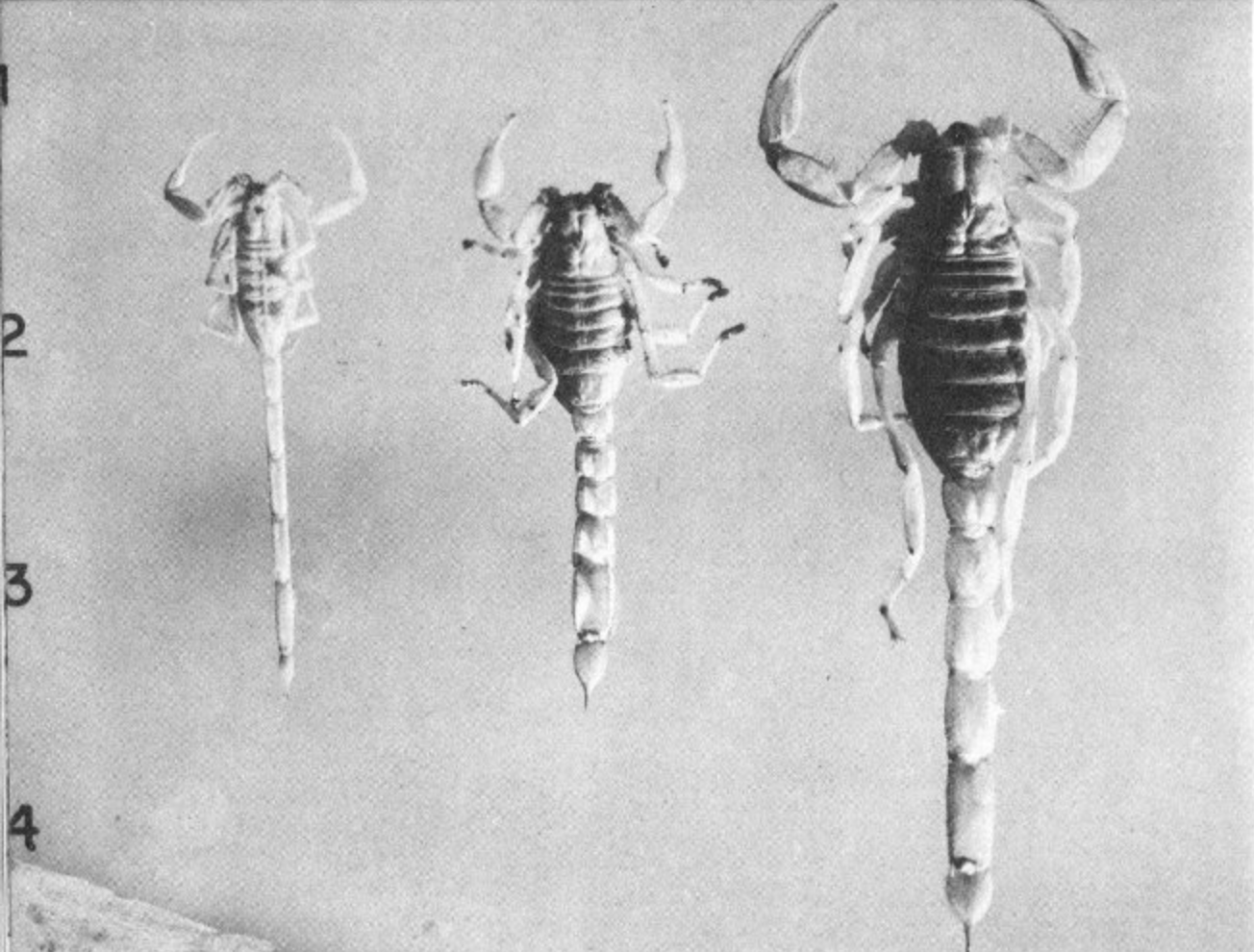 Poisonous Dwellers of the Desert