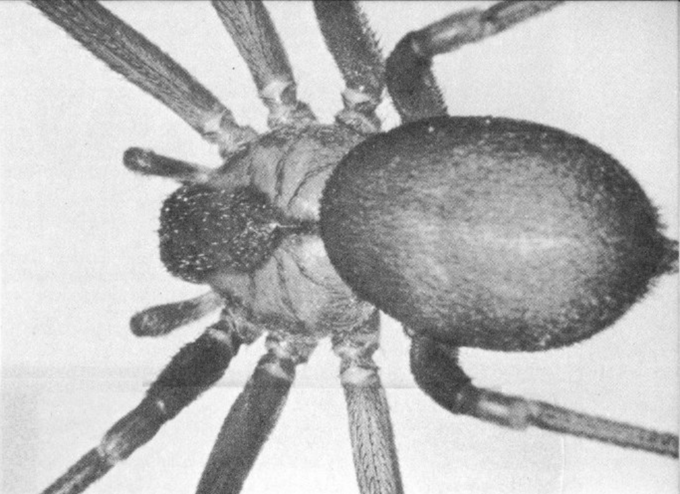 Poisonous Dwellers of the Desert