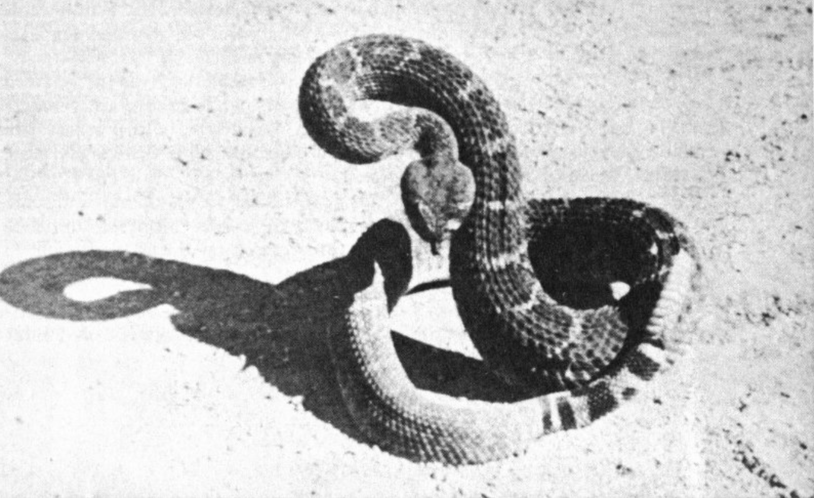 Poisonous Dwellers of the Desert