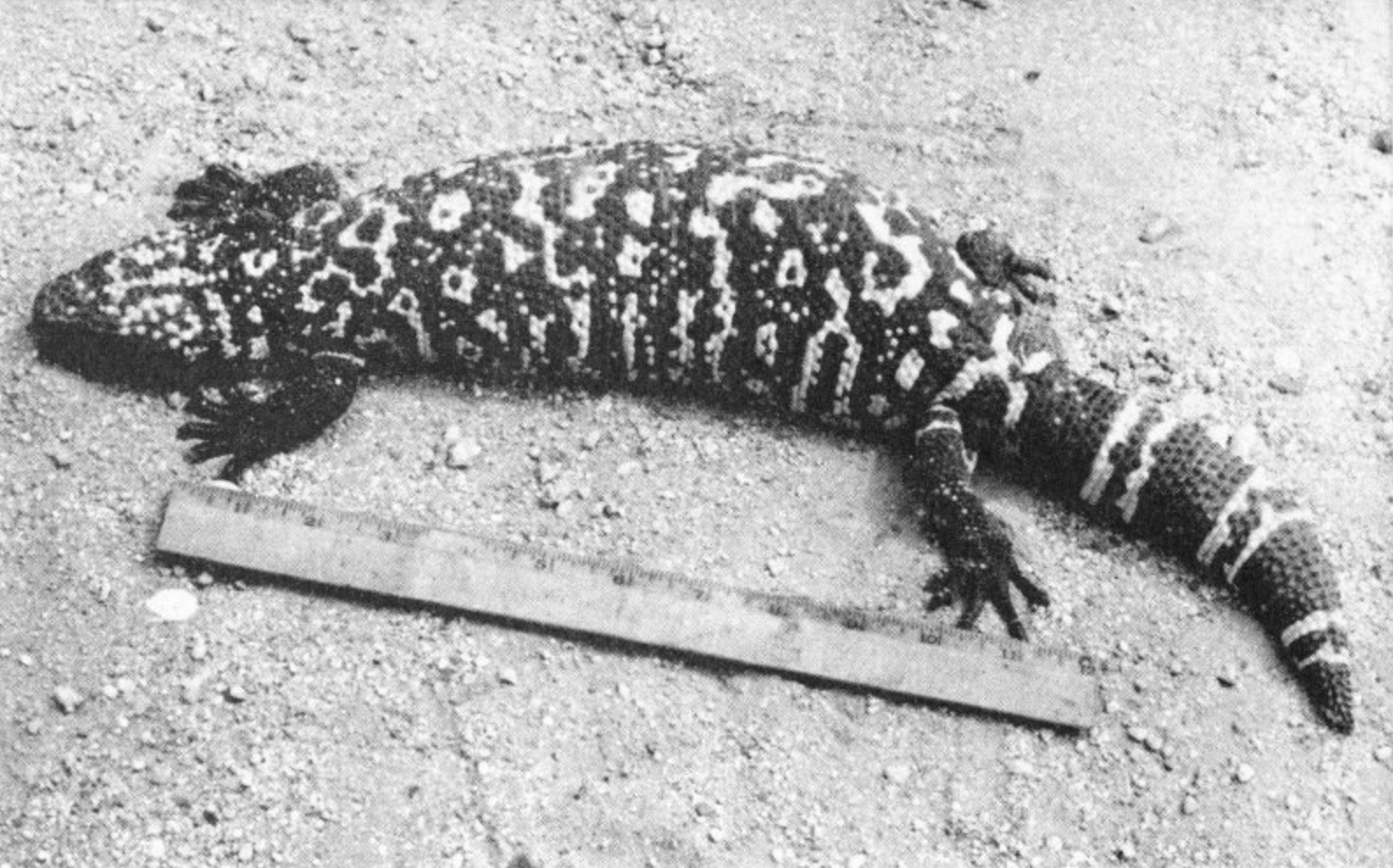Poisonous Dwellers of the Desert