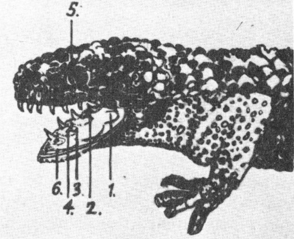 Poisonous Dwellers of the Desert