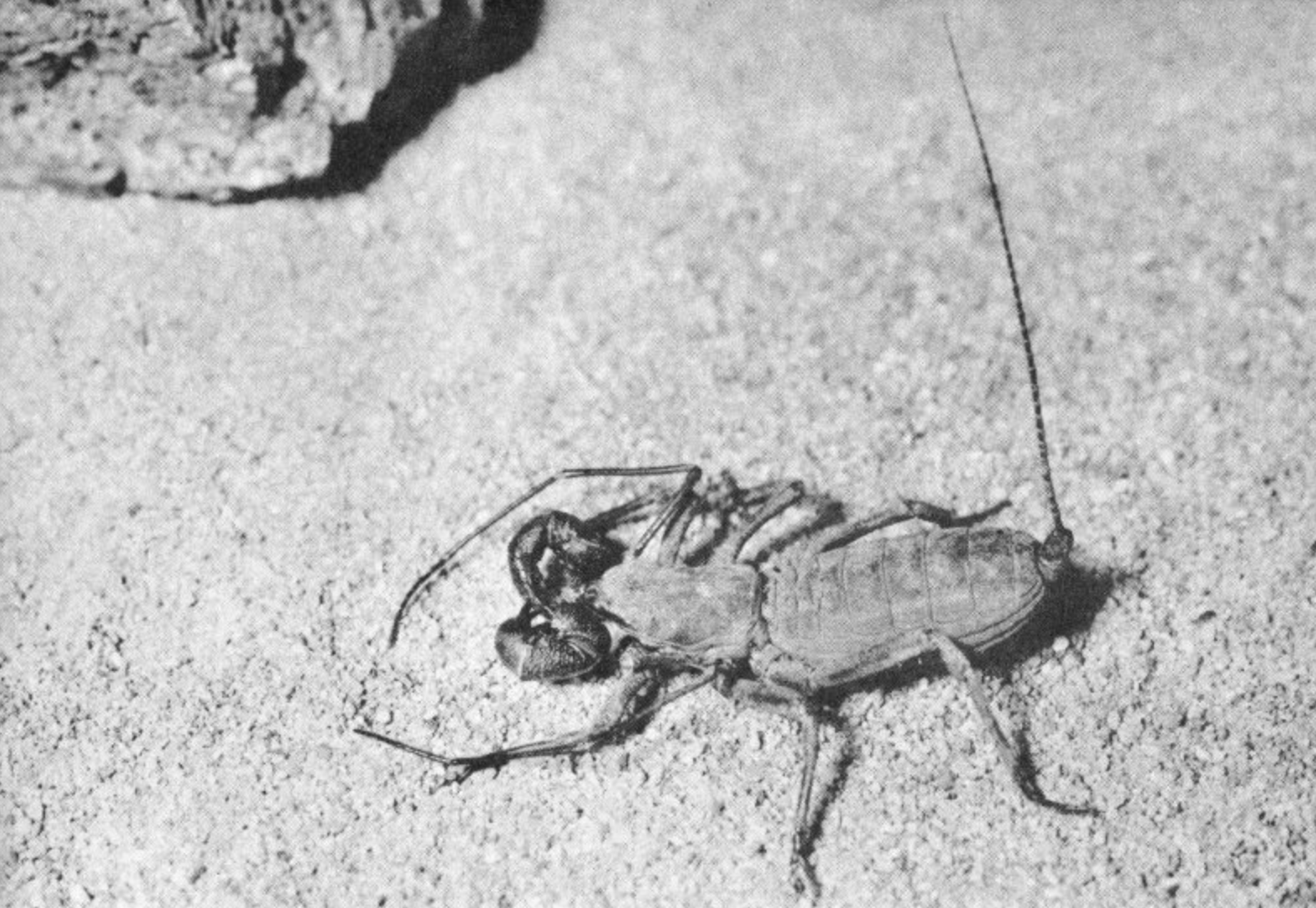 Poisonous Dwellers of the Desert
