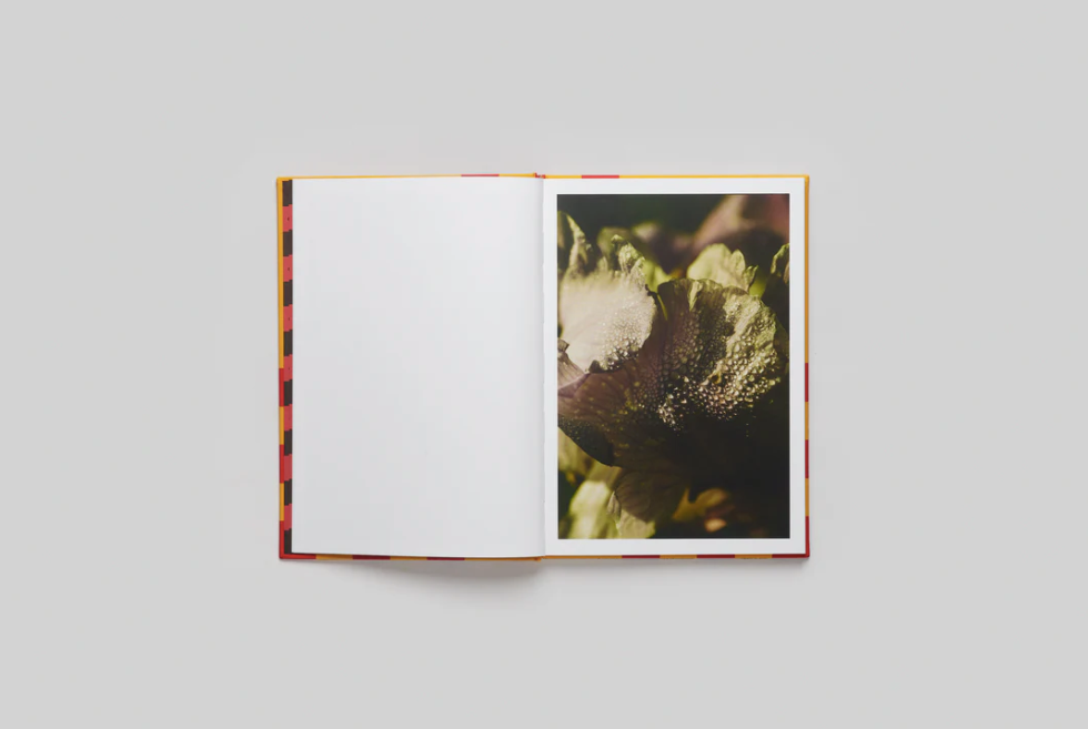 CATSELLO DI CASOLE - Cecy Young