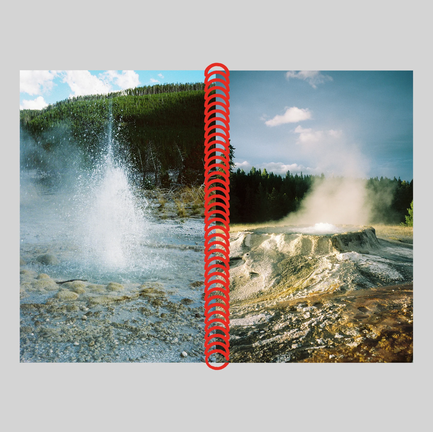 DESERT GRILL DOLLAR TREE FOSSILS TRAP - Louise Mutrel