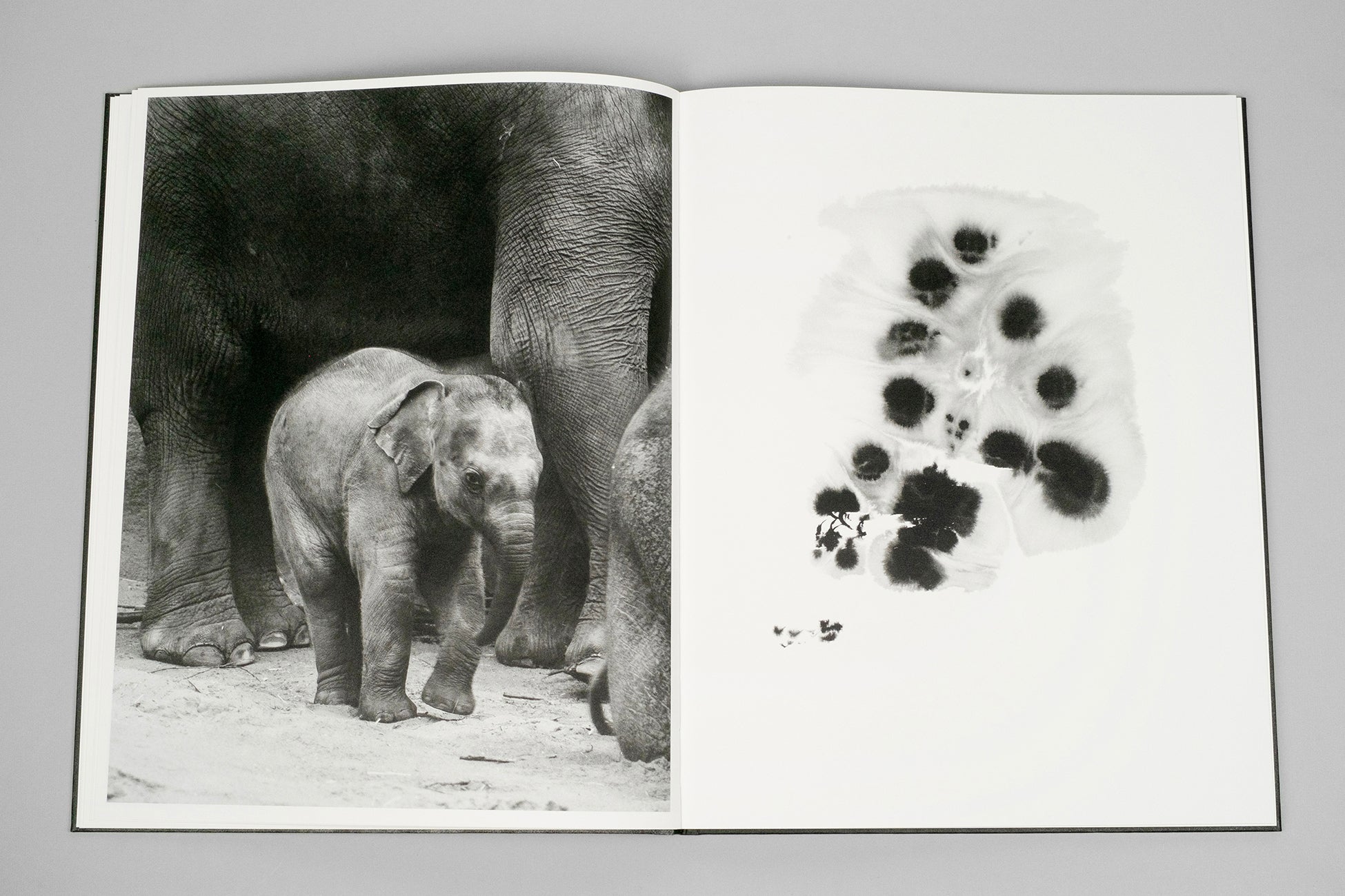 Entendue - Charlotte Dumas