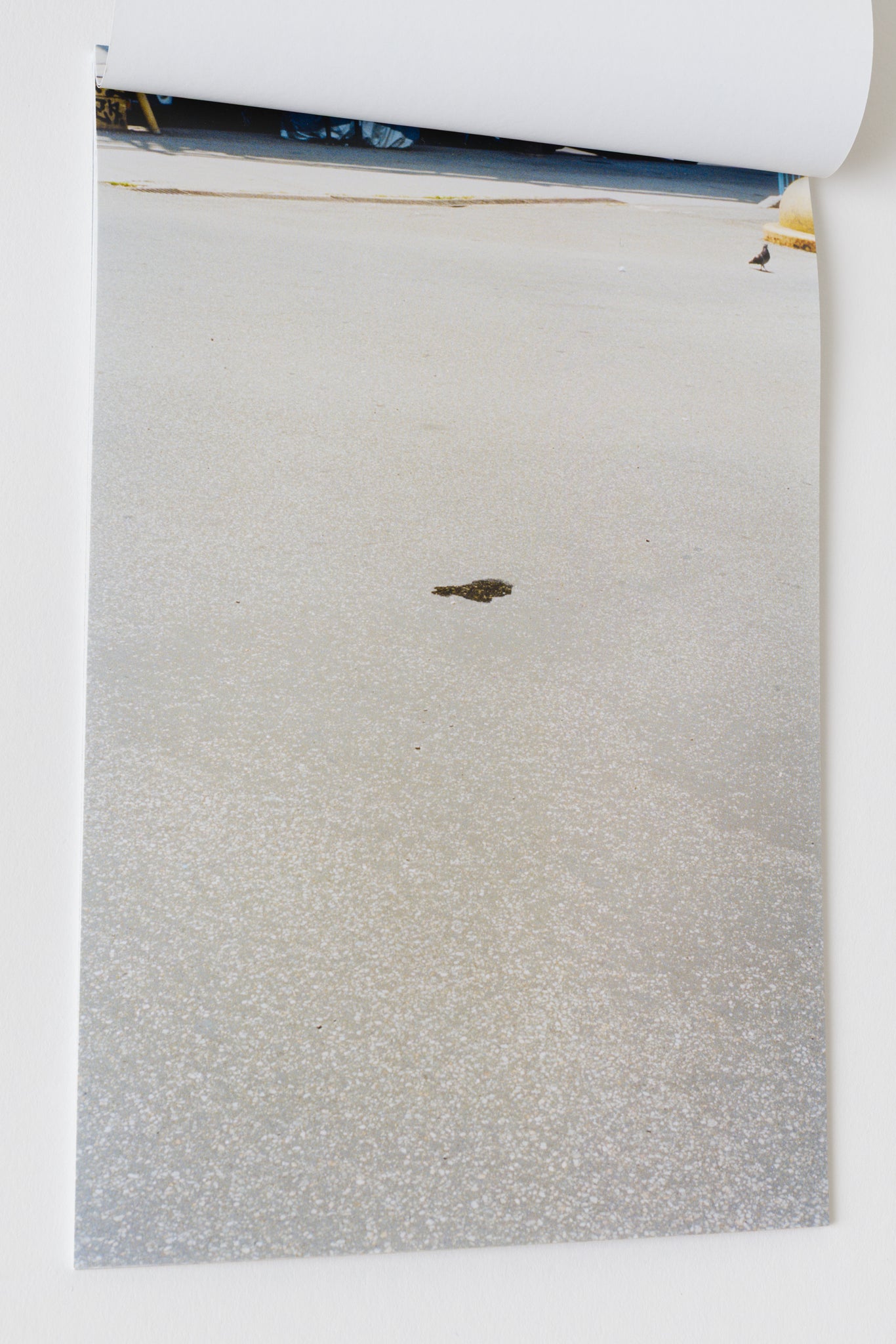 Pigeon and Puddle - Björn Allemann