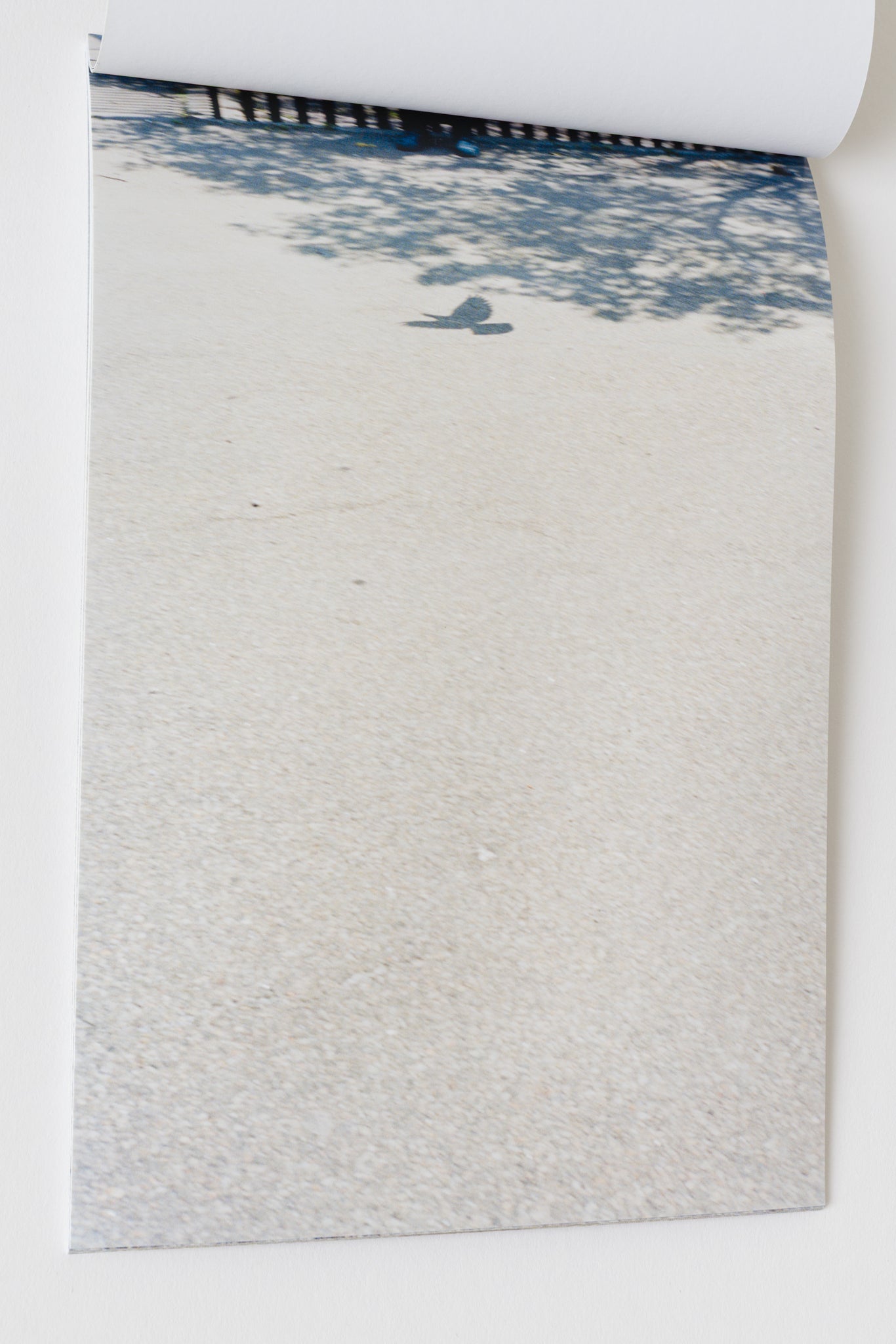 Pigeon and Puddle - Björn Allemann