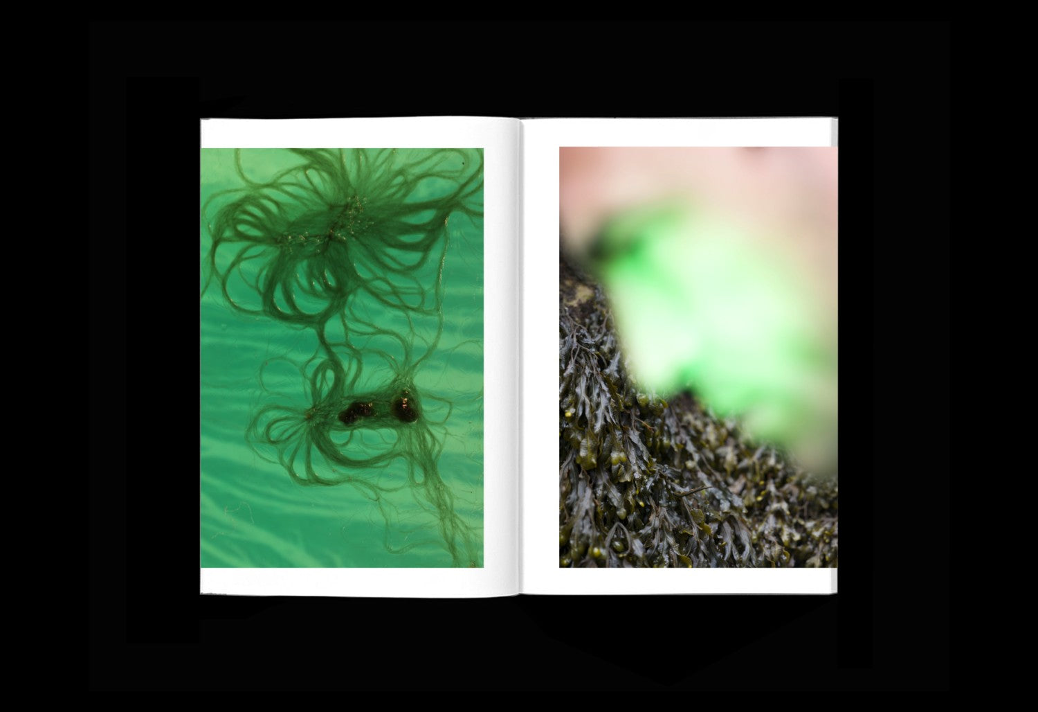 Algues maudites, A sea of tears — Alice Pallot