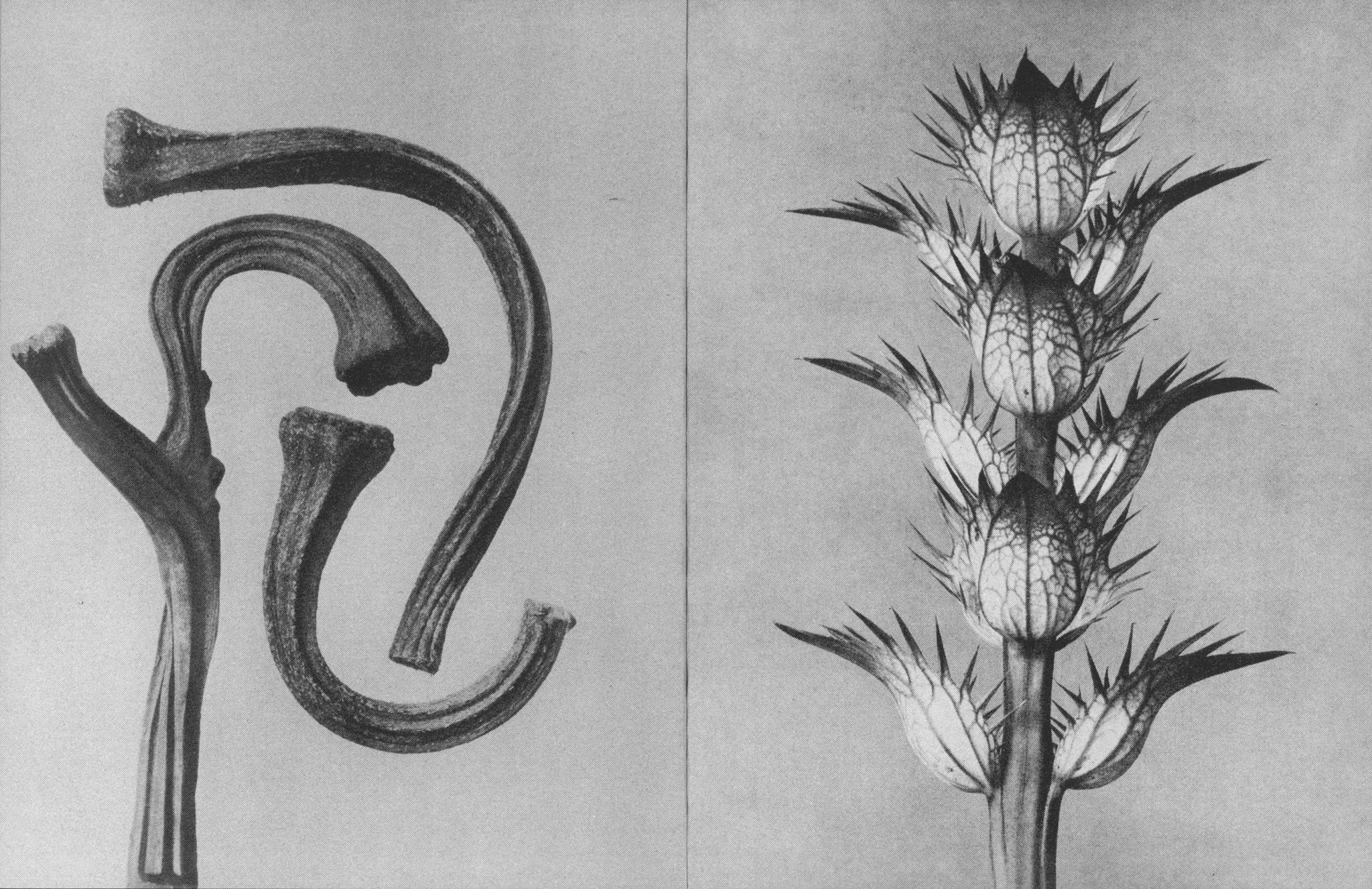 Wisdom In All Forms - Karl Blossfeldt