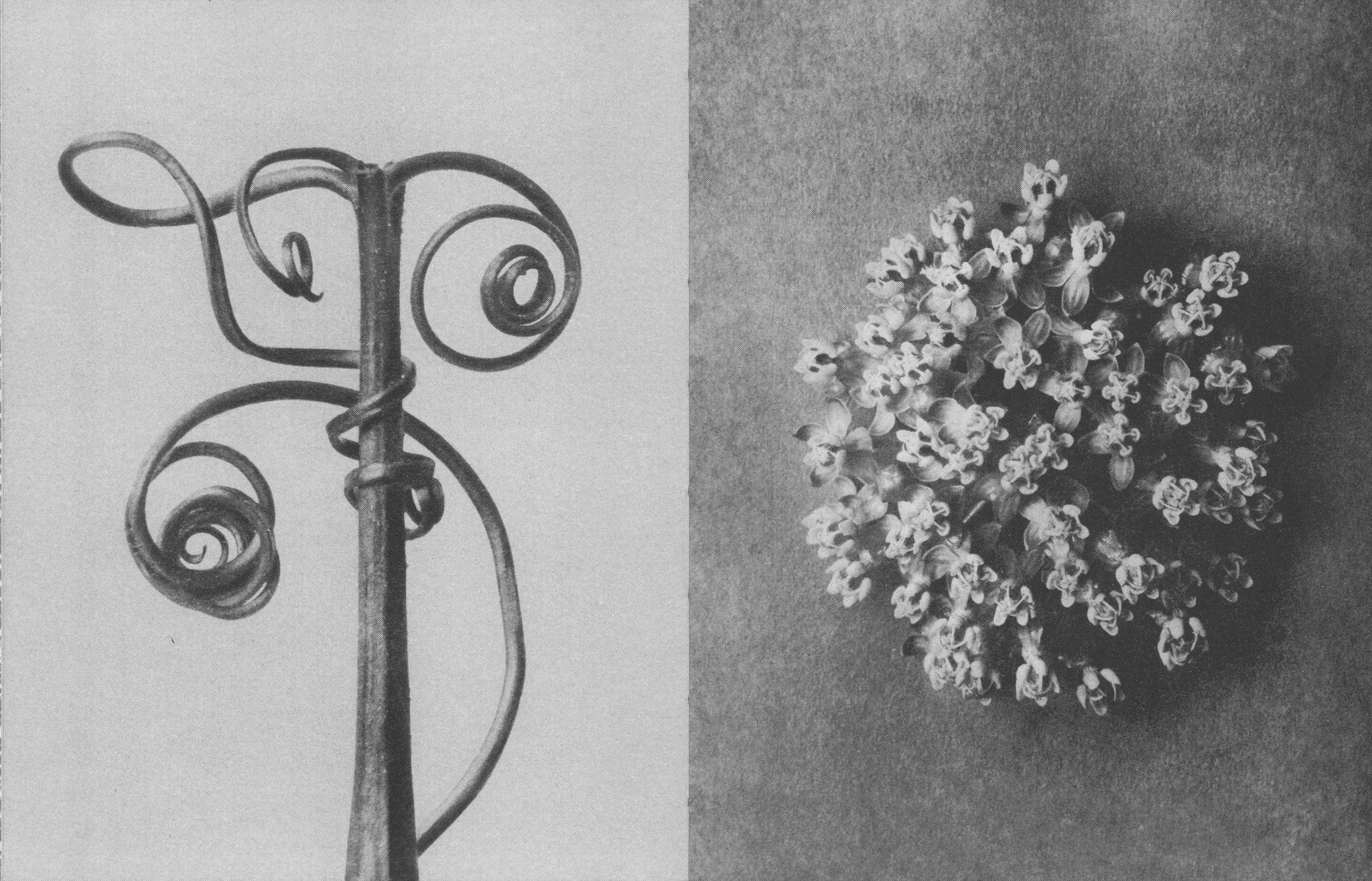 Wisdom In All Forms - Karl Blossfeldt