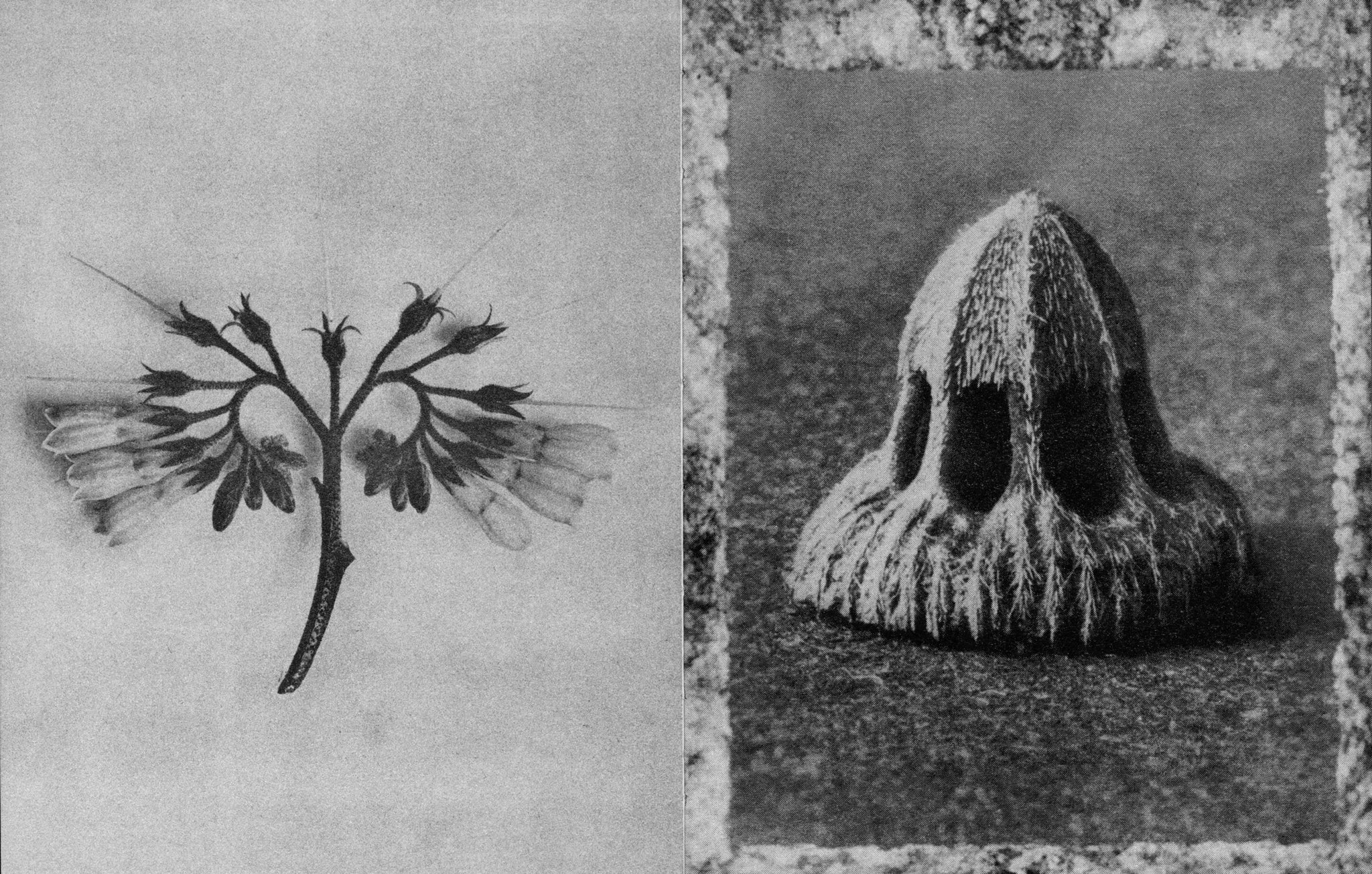 Wisdom In All Forms - Karl Blossfeldt